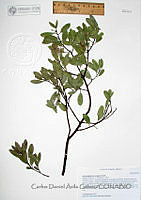 CDAG019 Arctostaphylos pungens.JPG