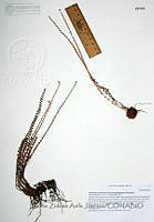 DZAJ005 Astrolepis cochisensis.JPG