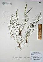 LAC016  Eragrostis pectinacea var. pectinacea.JPG