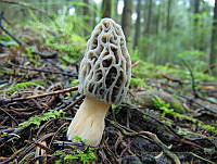 DCH01 Morchella sp..jpg