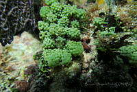 BDP0134 Caulerpa racemosa var. racemosa.jpg