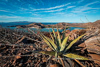 IDG Nat 0048 Agave. Sp.jpg