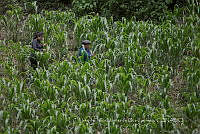 IMDOC4090 Zea mays.jpg