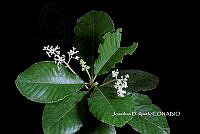 ME010 JA 00648 Saurauia.JPG