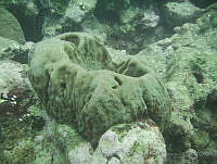 VDLCF0816 Geodia neptuni.jpg