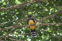 ZAPF0558 Trogon melanocephalus.jpg