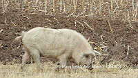 ZG010 0013 Sus scrofa domesticus.jpg