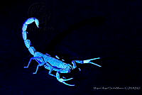 MASM07658 Centruroides flavopictus.jpg