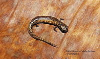 RACA 0007 Parvimolge townsendi.JPG