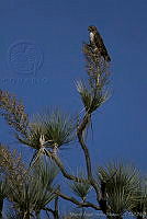 MASM00648 Buteo jamaicensis.jpg