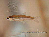 ESG074 Tampichthys dichromus.JPG