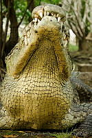 IMDOC0976 Crocodylus acutus.jpg