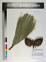 JAdNV0478 Pinus arizonica.JPG