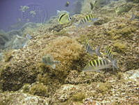 EFBP050 Loreto, Baja California Sur.jpg