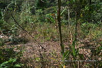 SG019 0342 Chamaedorea tepejilote, Musa.jpg