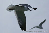 CEOV0111 Leucophaeus atricilla.jpg