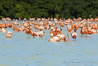 JHC0158 Phoenicopterus ruber.jpg
