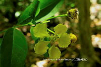 JAdNV0034 Gaudichaudia cynanchoides.JPG