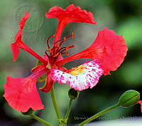 MDLLPG0045 Delonix regia.jpg