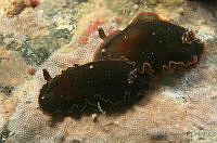 AEG0019 Dendrodoris fumata.jpg
