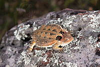 JACF01 Phrynosoma orbiculare.jpg