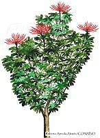 RAA0116 Schefflera actinophylla.jpg