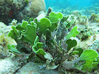 BDP0214 Udotea sp..jpg