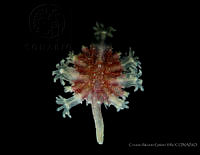 CMGV0116 Renilla amethystina.jpg