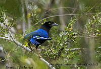 AAKVDH 0236 Cyanocorax beecheii.JPG