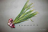 RBB0327 Allium cepa var. aggregatum.jpg