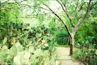 FGM1371 Prosopis juliflora.JPG