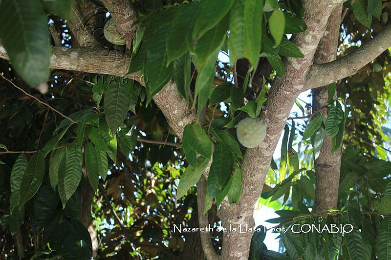ZG012%200064%20Annona%20squamosa.jpg.nyegtoj0MbnXwydjQA3g0JtbmFja29CbnFuZ3NAbXJ6LGtwZwA.Lw4z4zDVpb