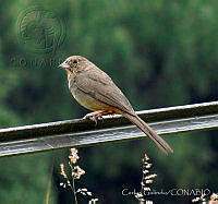 CGL3881 Melozone fusca.jpg