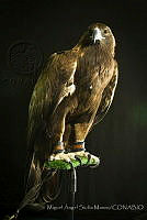 MASM07451 Aquila chrysaetos.jpg