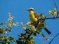 RSA0108 Myiozetetes similis.jpg