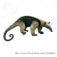 MAPM1192 Tamandua mexicana.jpg