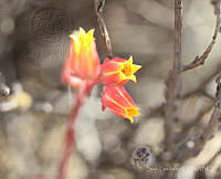 SL0696 Echeveria subalpina.jpg
