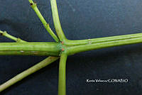 ME010 KV 02079 Euphorbia cotinifolia L., 1753_.JPG