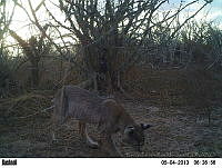 EPRM015 Lynx rufus.jpg