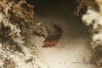 IDG1545 Labrisomidae.jpg
