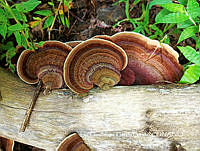 MN6PyH0085 Daedaleopsis tricolor.jpg