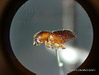 WR012 248 Xyleborus volvulus.jpg