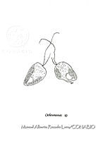 MARL0482 Ochromonas sp.jpg