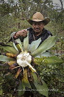 EMH 0059 Agave nuusaviorum.jpg