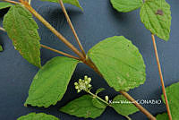 ME010 KV 02189 Calea zacatechichi Schltdl., 1834_.JPG