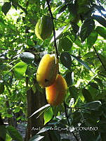 SG012 0035 Averrhoa carambola.jpg