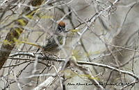 AAKVDH 0101 Pipilo chlorurus.JPG