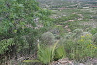 DK0723 Mixteca Baja, Oaxaca.jpg