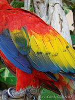 CGL3521 Ara macao.jpg