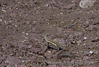 MASM00732 Callisaurus sp..jpg